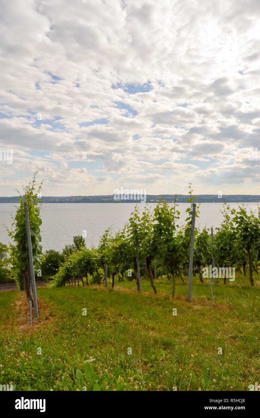 View of vine plants in Uhldingen Stock Photo