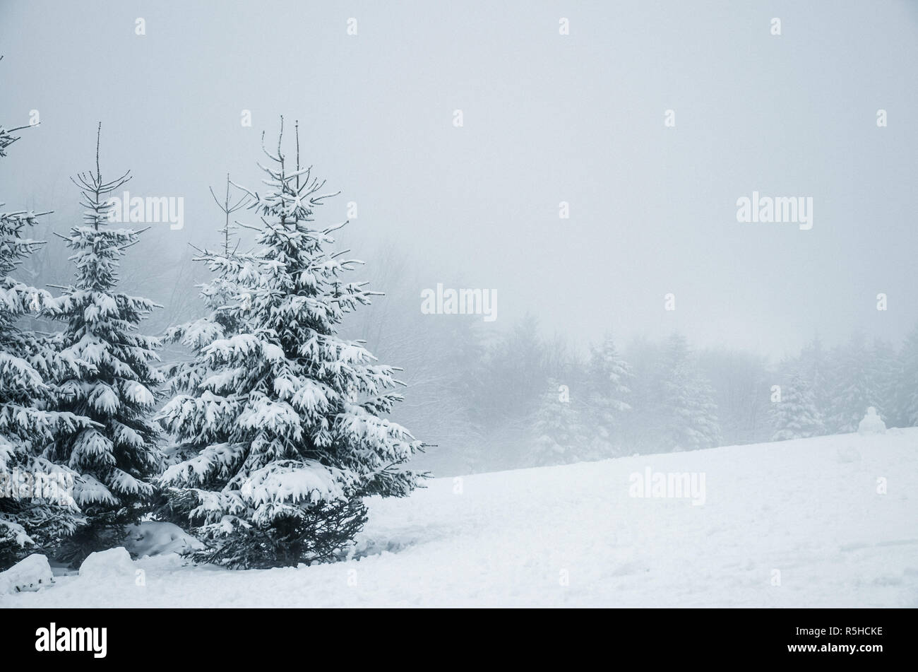 winter forest covered by snow Stock Photo - Alamy