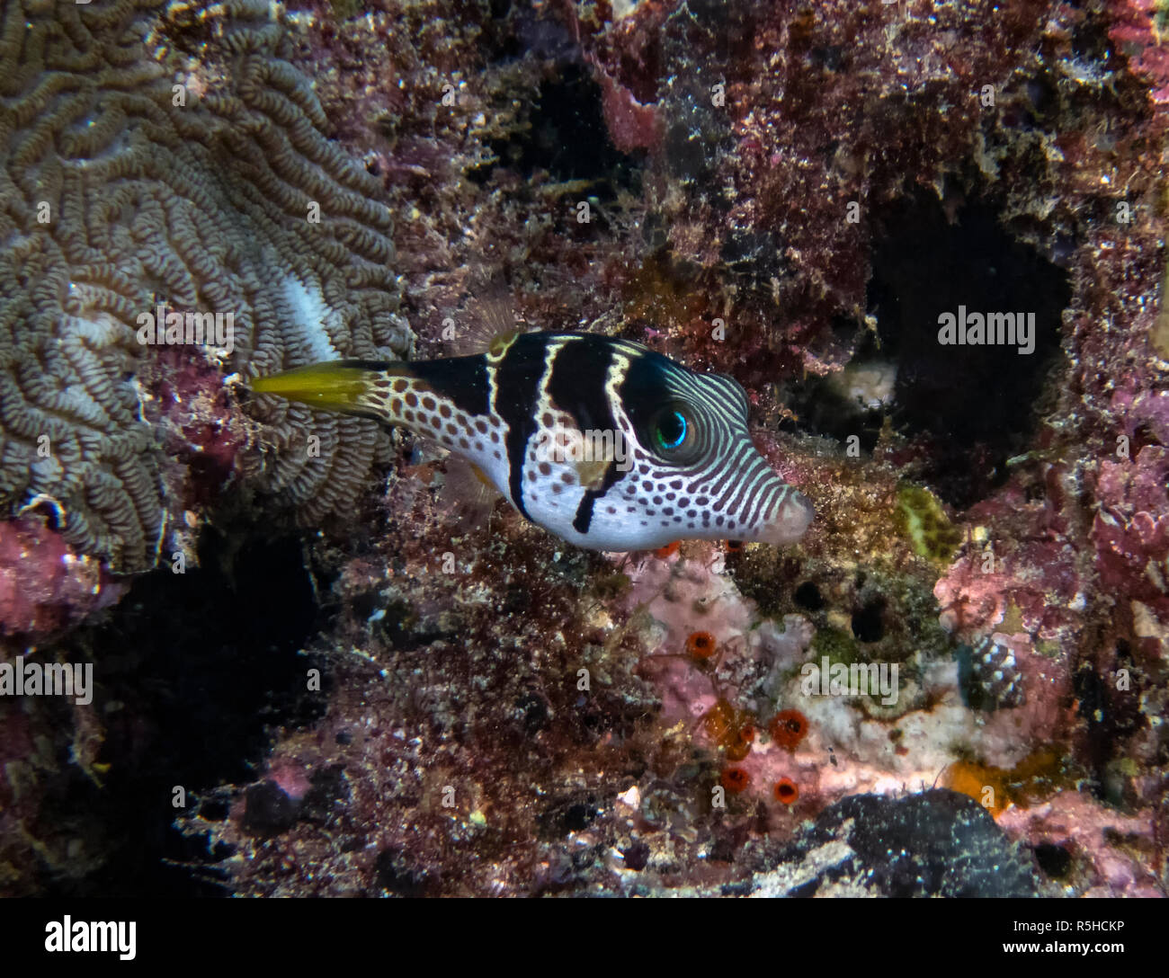 Black Saddled Toby (Canthigaster valentini) in the Indian Ocean Stock Photo