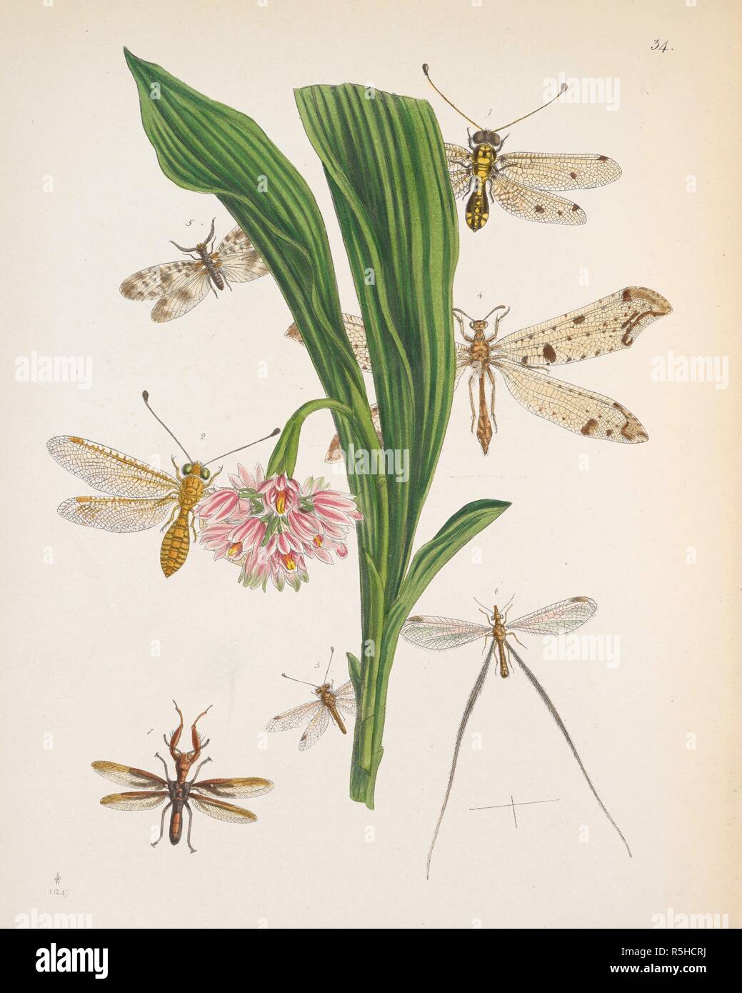 Net-winged insects, includes the lacewings, mantidflies, antlions, and their relatives. (ORDER â€” NEUROPTERA. Section â€” SuBNEcr.oMORrnoTicA. Sub-Section â€” Planipennes.  FIGURE 1. ASCALAPHUS (OGCOGASTER) TESSELLATUS. FIGURE 2. ASCALAPHUS (OGCOGASTER) SEGMENTATOR. FIGURE 3. ASCALAPHUS (BUBO) CANIFRONS. FIGURE 4. MYRMELEON SINGULARE. FIGURE 5. CHAULIODES SUBFASCIATUS. FIGURE 6. NEMOPTERA FILIPENNIS. FIGURE 7. MANTISPA NODOSA.       . The Cabinet of Oriental Entomology; being a selection of some of the rarer and more beautiful species of Insects, natives of India and the adjacent islands. Lon Stock Photo