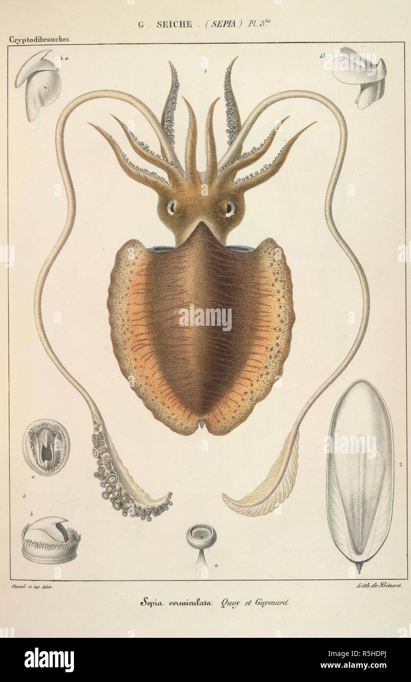 A squid. Histoire naturelle gÃ©nÃ©rale et particuliÃ¨re des cÃ©phalopodes acÃ©tabulifÃ¨res vivants et fossiles CommencÃ©e par MM. de FÃ©russac et Alcide d'Orbigny, et continuÃ©e par A. d'Orbigny. Paris, 1835-48. Source: 1252.k.13.(1), plate 3. Language: French. Stock Photo