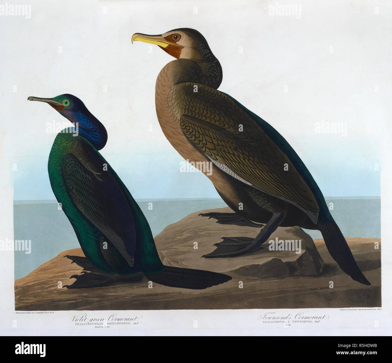 Violet green cormorant. Female in winter. Townsend's cormorant. Male. The Birds of America, from original drawings. London, 1827-38. Two birds. Colour illustration drawn by Audubon. Source: N.L.TAB.2.(4). plate 412. Language: English. Stock Photo