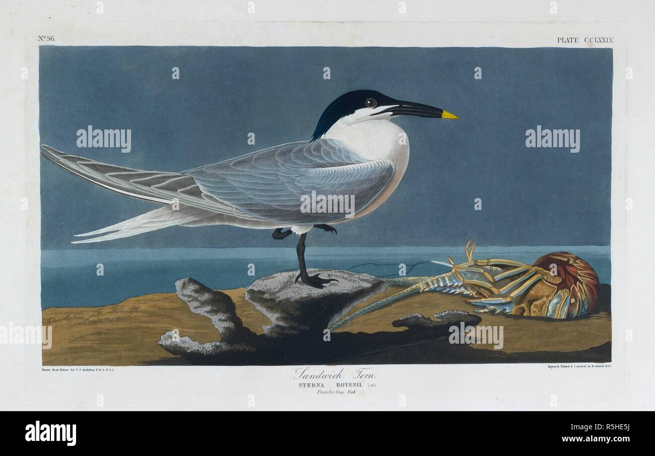 One bird. Colour Illustration by Audubon; Sandwich Tern. The Birds of America, from original drawings. London, 1827-38. Source: N.L.TAB.2.(3) plate 279. Stock Photo
