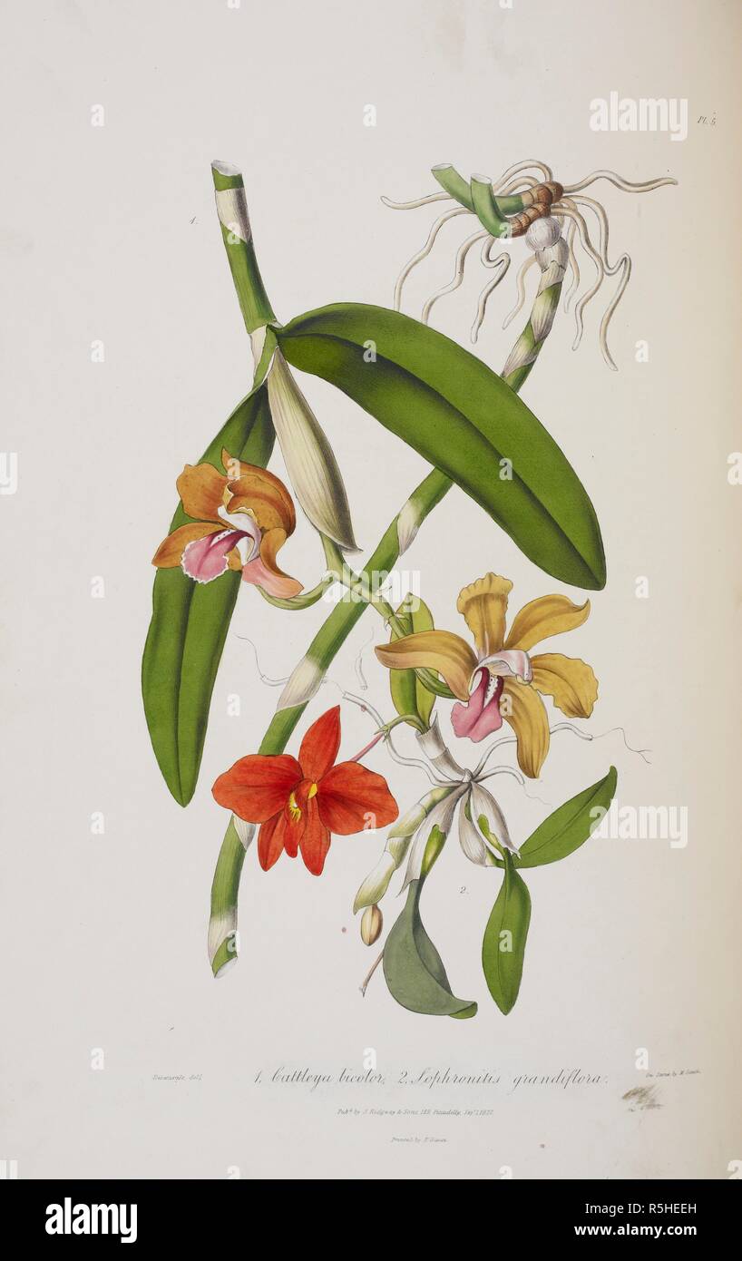 Cattleya bicolor. Sertum Orchidaceum- a wreath of the most beautiful. London, 1838. Cattleya bicolor & Sophronitis grandiflora. Image taken from Sertum Orchidaceum- a wreath of the most beautiful orchidaceous Flowers. Originally published/produced in London, 1838. Source: 1259.d.31, plate 5. Stock Photo