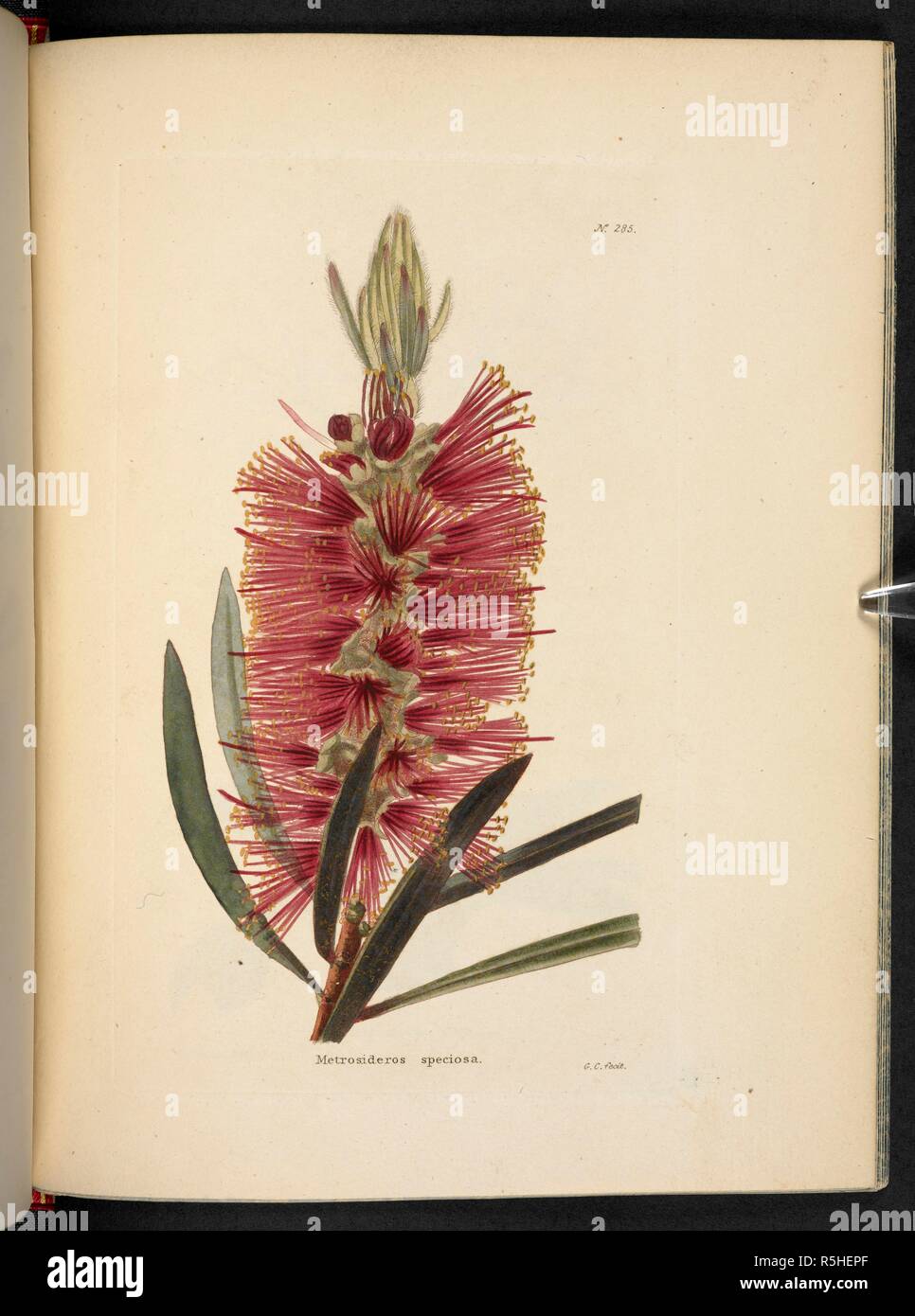 Metrosideros speciosa. The Botanical Cabinet, consisting of coloured delineations of plants, from all countries, with a short account of each, etc. By C. Loddiges and Sons ... The plates by G. Cooke. vol. 1-20. London, 1817-33. Source: 443.b.7, vol.3, no.285. Author: Cooke, George. Stock Photo