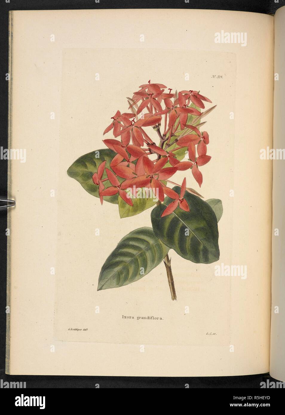Ixora grandiflora. The Botanical Cabinet, consisting of coloured delineations of plants, from all countries, with a short account of each, etc. By C. Loddiges and Sons ... The plates by G. Cooke. vol. 1-20. London, 1817-33. Source: 443.b.8, vol.4, plate no.314. Author: Cooke, George. Stock Photo