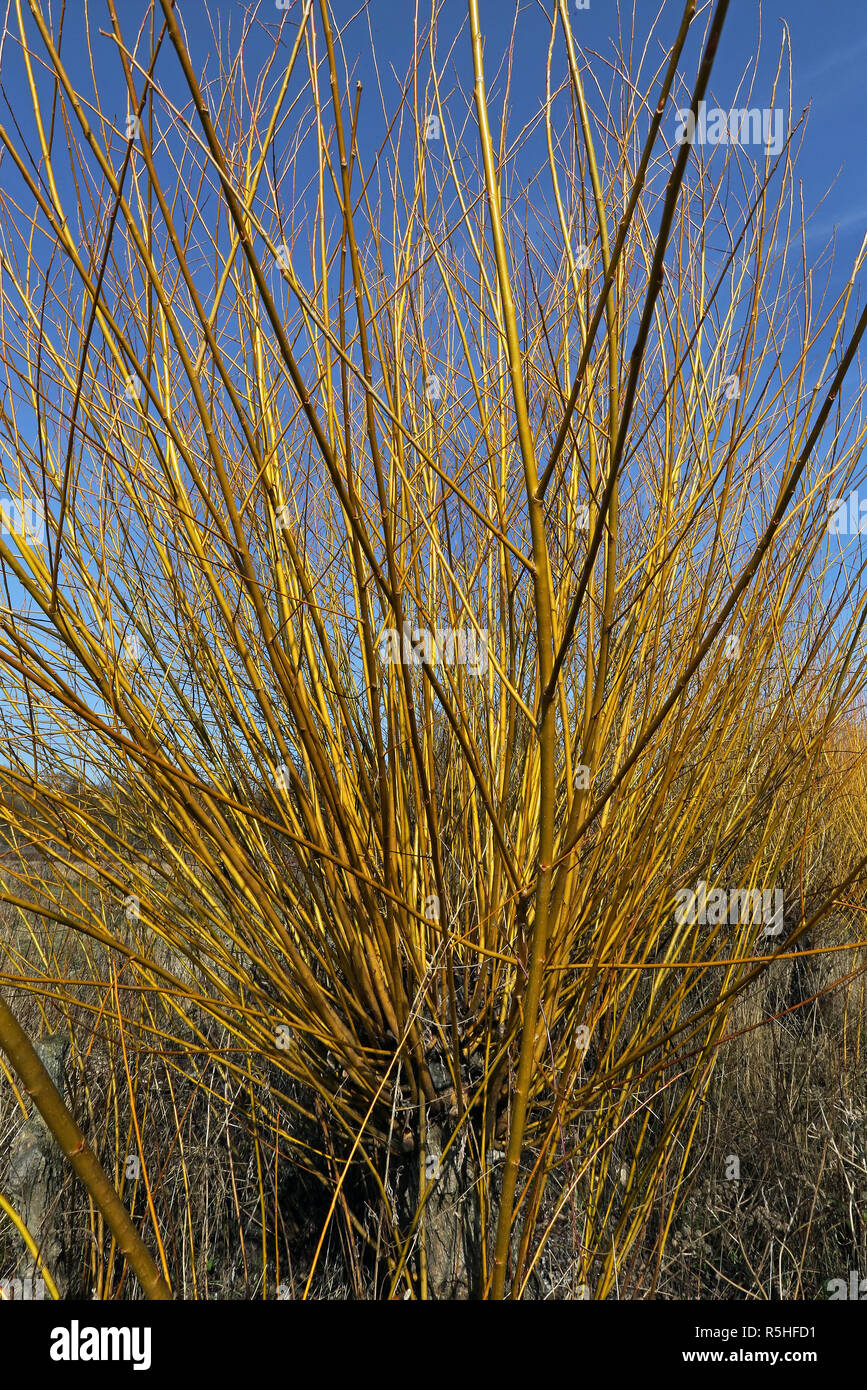Osiery Willow rods hi-res stock photography and images - Alamy