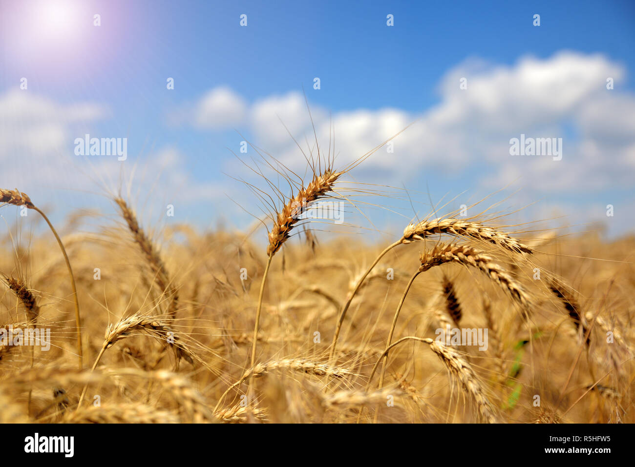 Ears of ripe yellow wheat Stock Photo