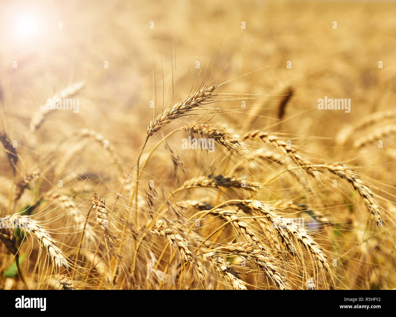 Ears of ripe yellow wheat Stock Photo