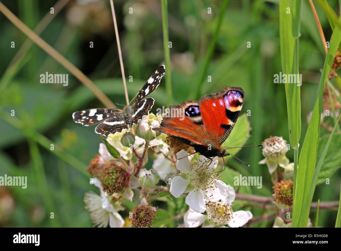 peacock butterfly (aglais io) and country card (araschnia levana f. prorsa) on blackberry blossom Stock Photo