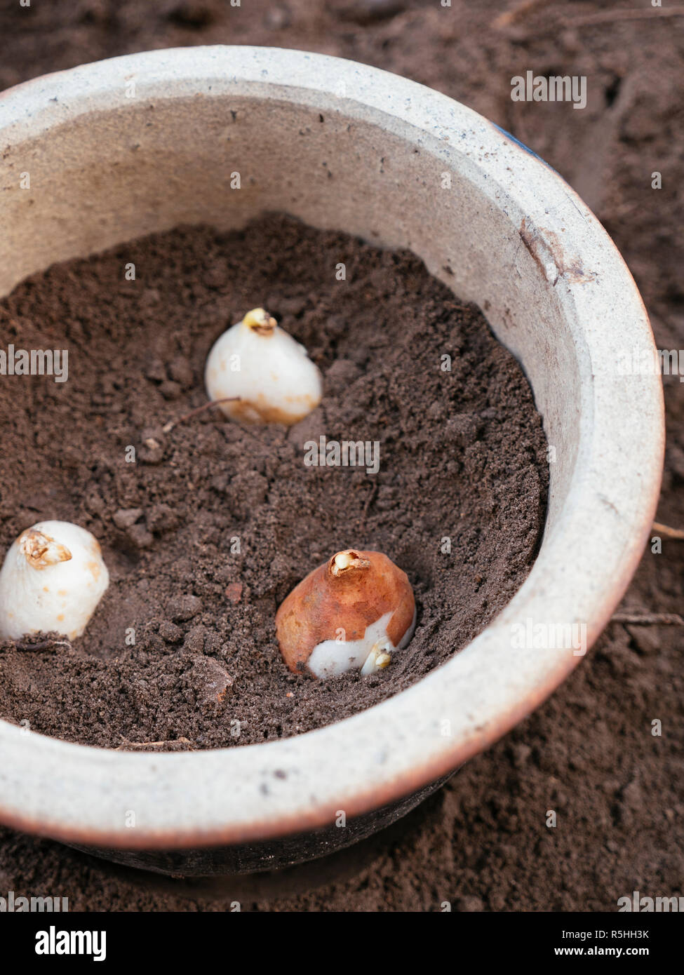 Tulip bulbs being planted in a glazed terracotta pot. Stock Photo