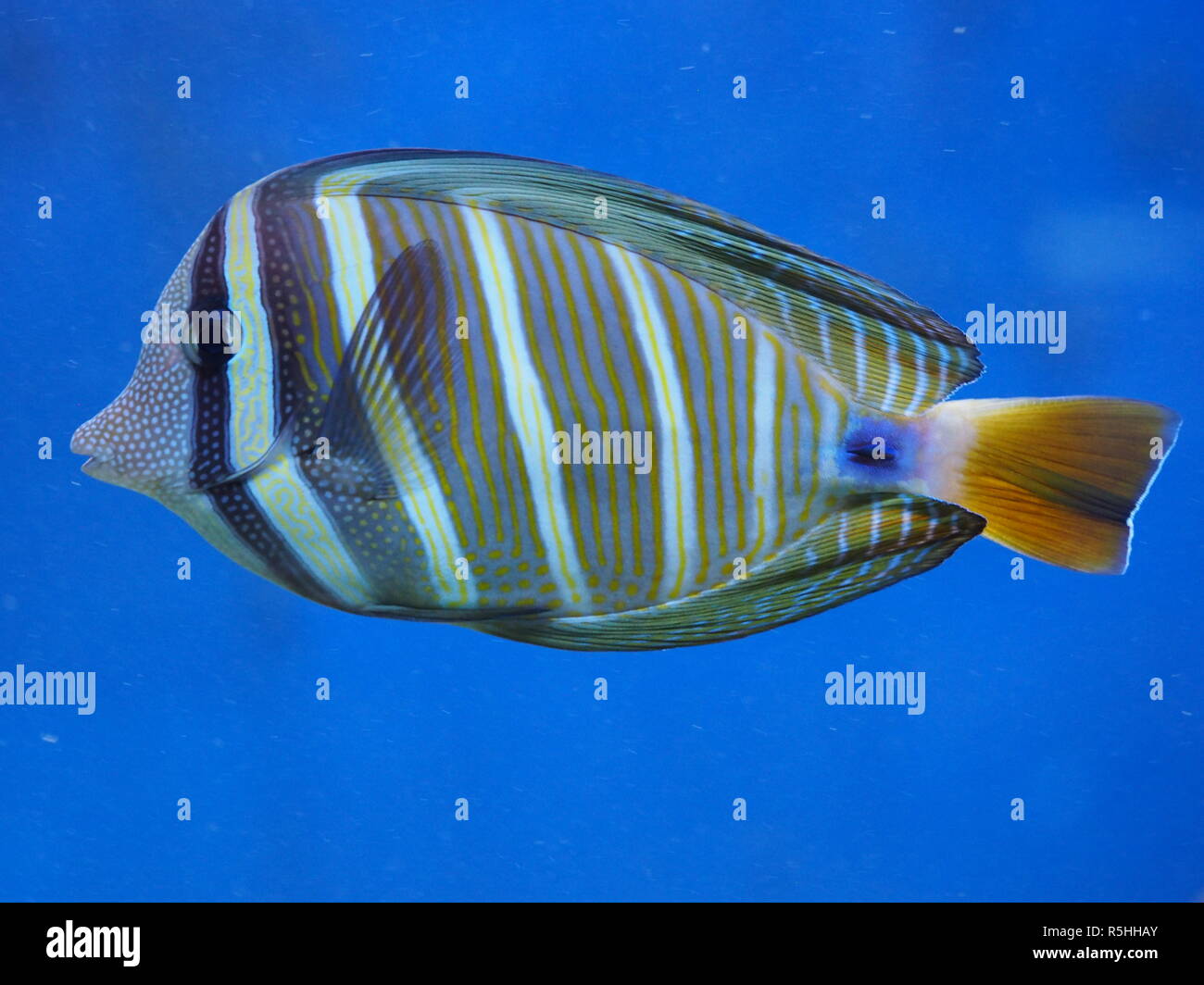 eastern sailfin-surgeon fish Stock Photo