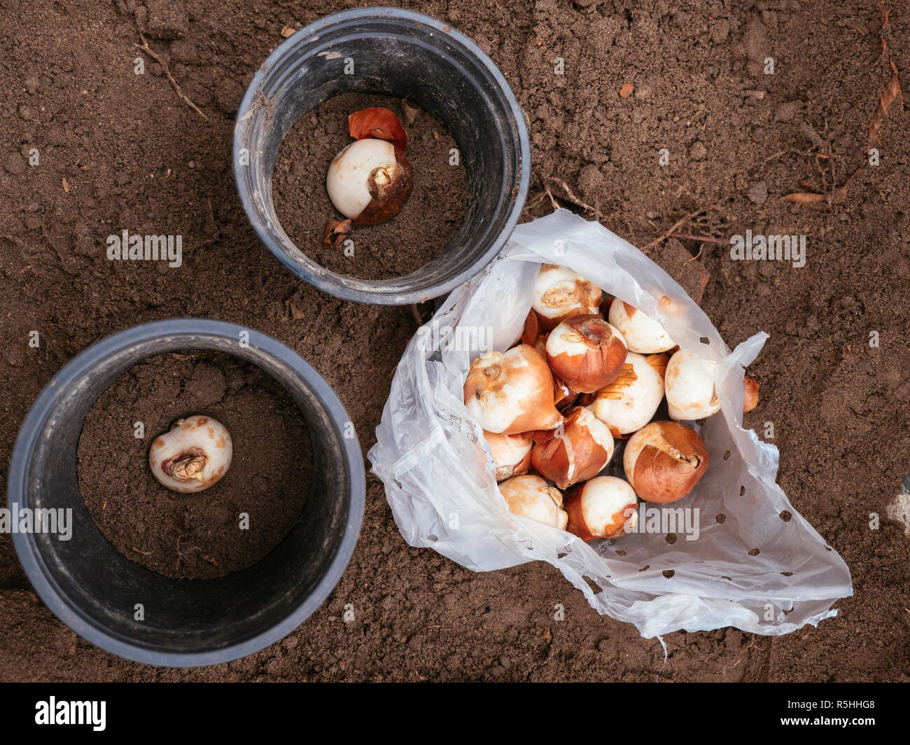Tulip bulbs being planted in plastic pots to protect them against rodents. Stock Photo