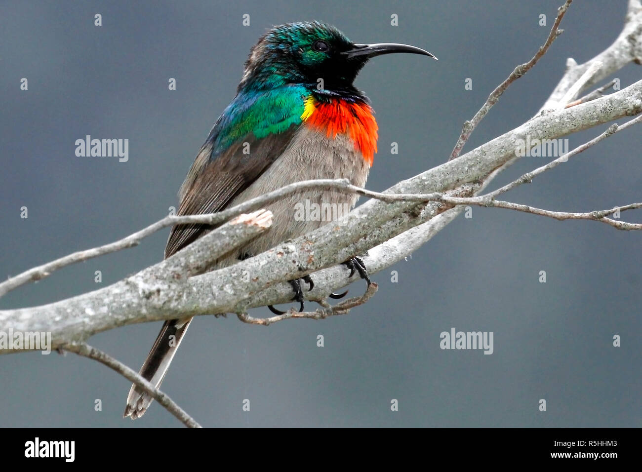 A male Southern double-collared sunbird sitting on a branch with its feathers fluffed up to keep warm on a cold misty day in Cape Town. Stock Photo
