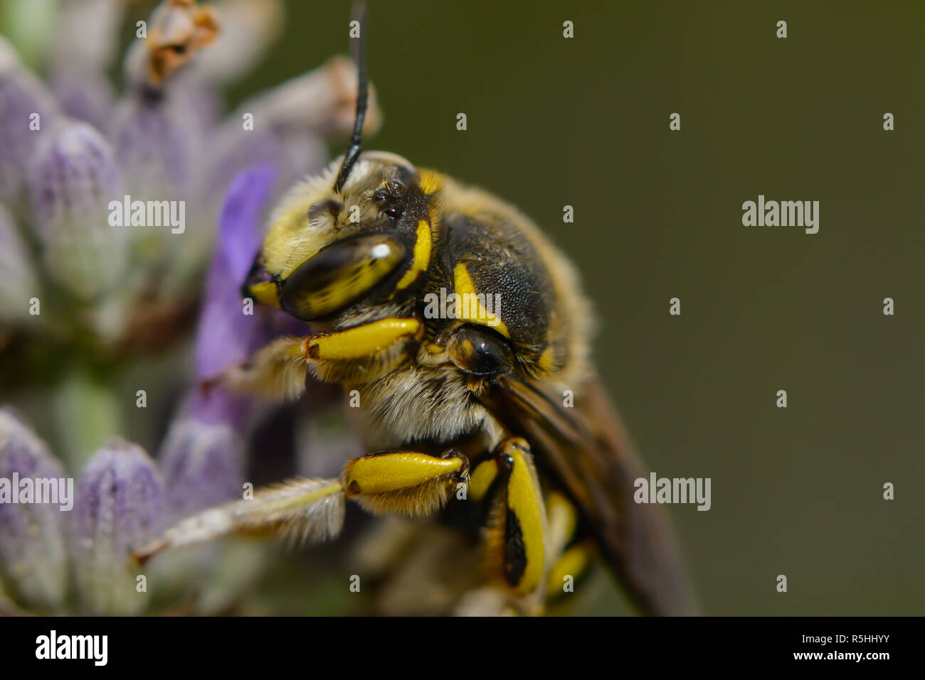leafcutter bee on a plant Stock Photo Alamy