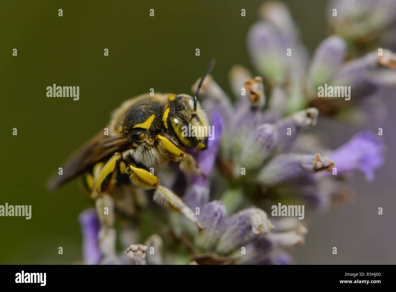 leafcutter bee on a plant Stock Photo Alamy