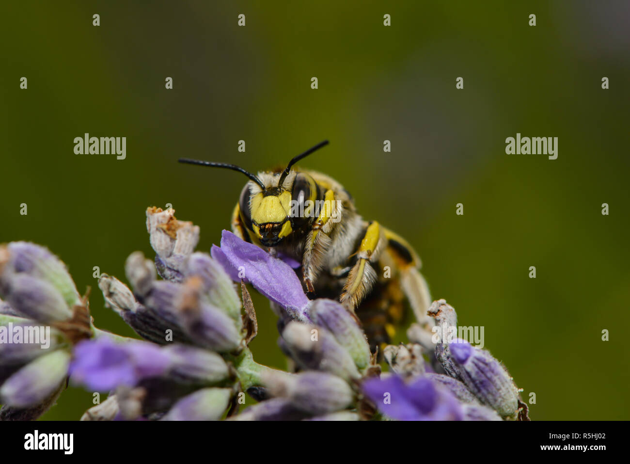 leafcutter bee on a plant Stock Photo Alamy