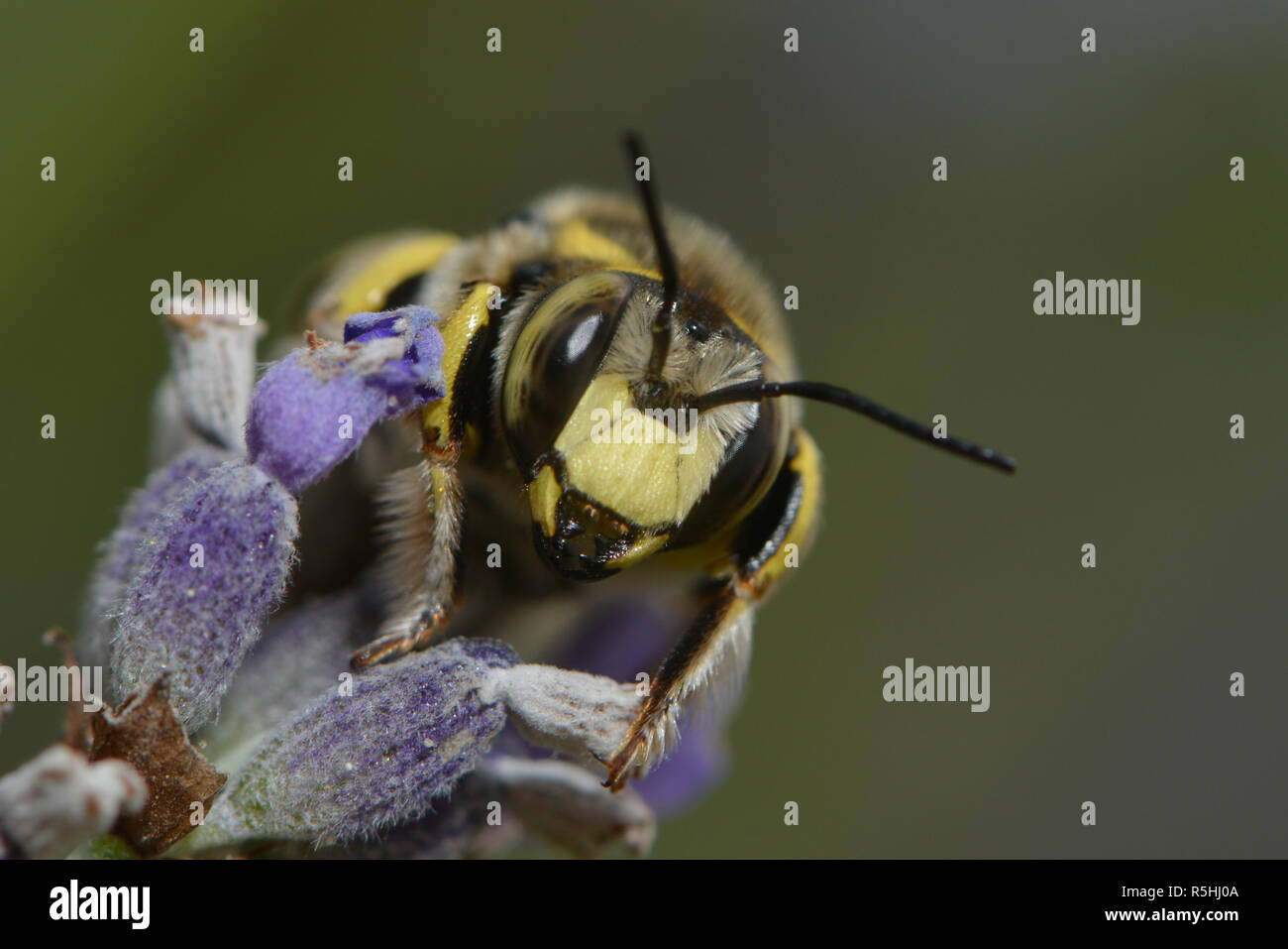leafcutter bee on a plant Stock Photo Alamy