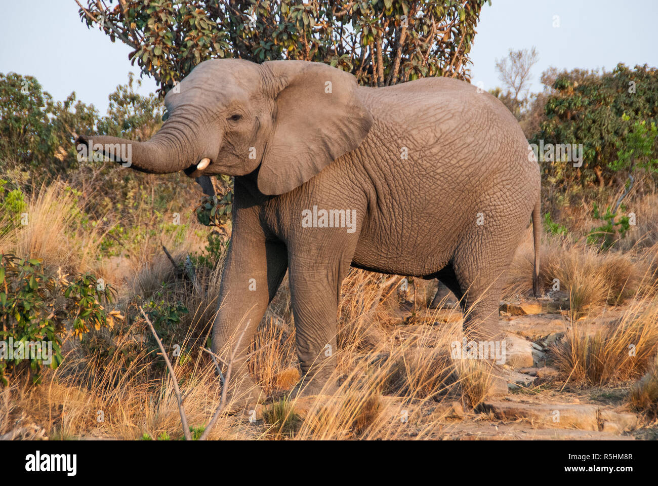 Big elephant bull Stock Photo