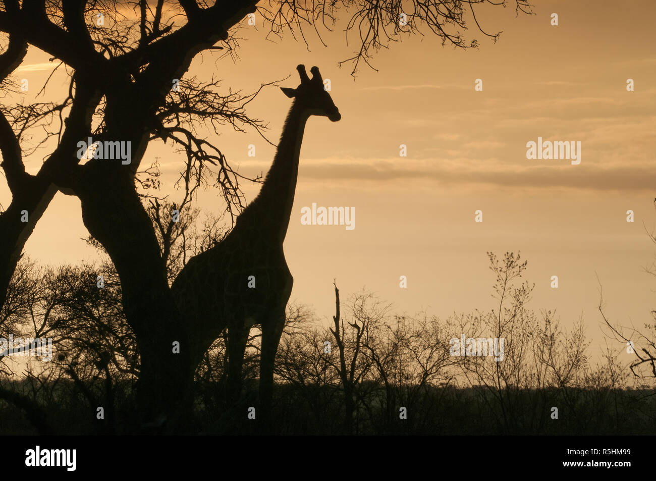 One giraffe in Kruger national park Stock Photo