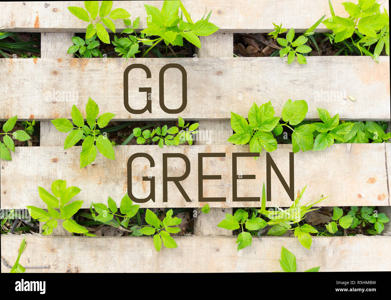 Go green concept image. green plants and wood Stock Photo