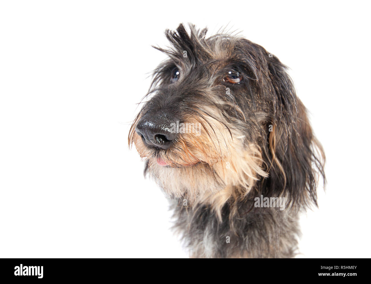 dachshund face isolated Stock Photo