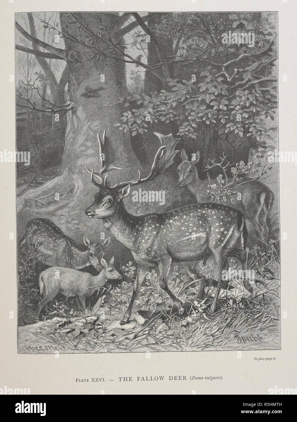 The Fallow Deer. The Geographical Distribution of Animals, with a study of the relations of living and extinct faunas as elucidating the past changes of the earth's surface. ... . London, 1876. Source: 07209.dd.1 plate XXXVI. Author: WALLACE, ALFRED RUSSEL. Stock Photo