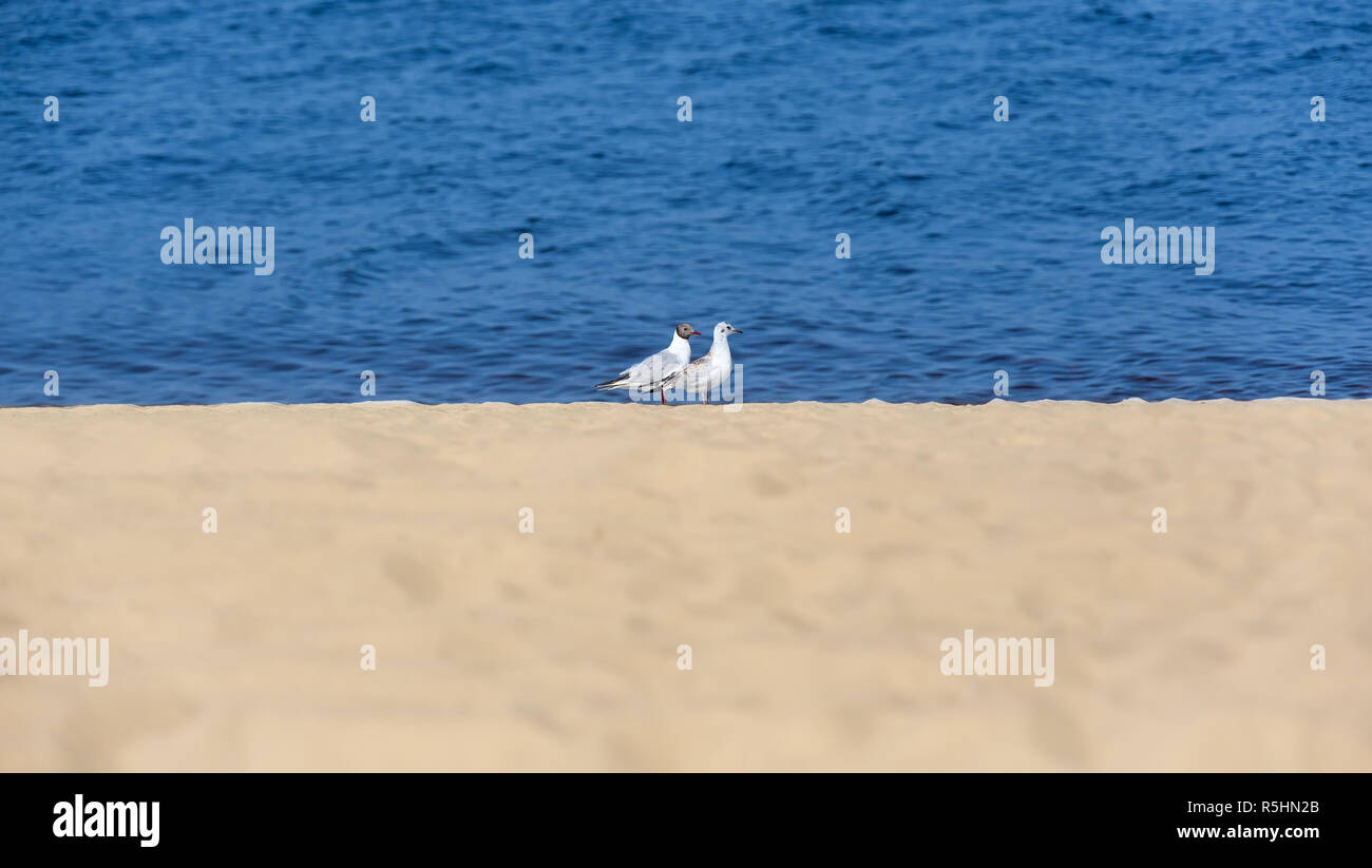 Two seagulls on the coast. Water, sand and birds Stock Photo