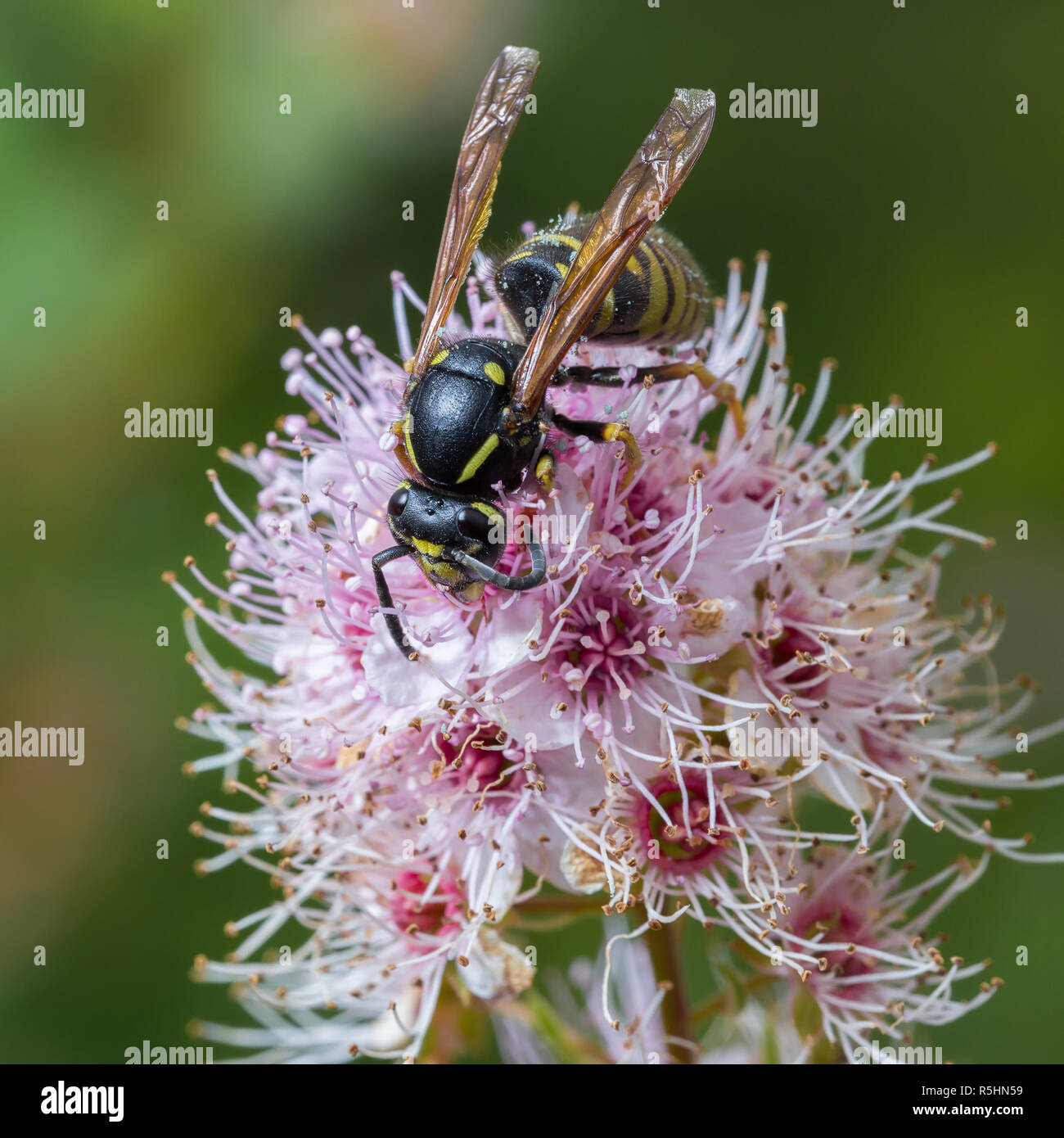 The wasp sits on beautiful soft pink flowers. Macro Stock Photo - Alamy