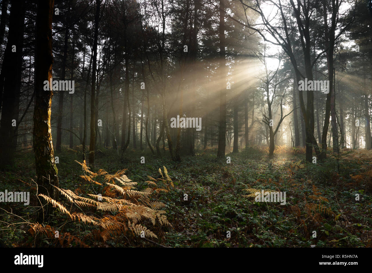 Sunlight streaming through trees in the Wyre forest, England, UK. Stock Photo