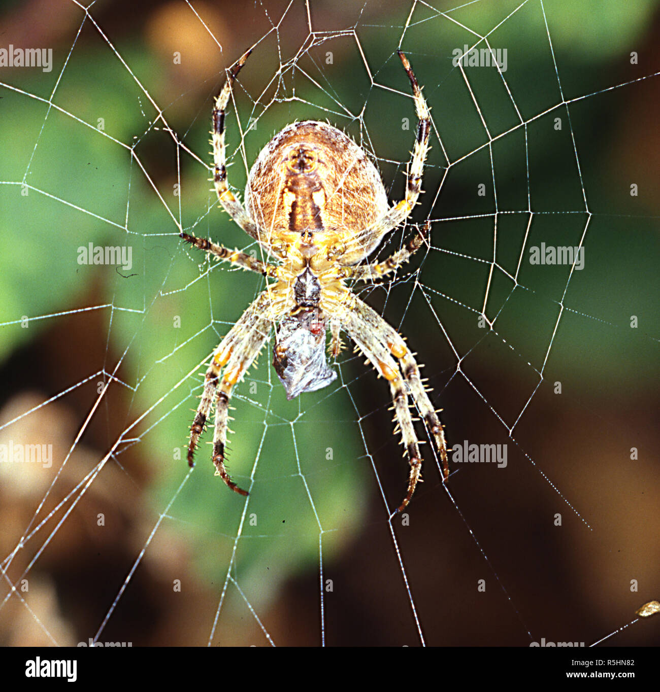 garden spider in the web with prey Stock Photo