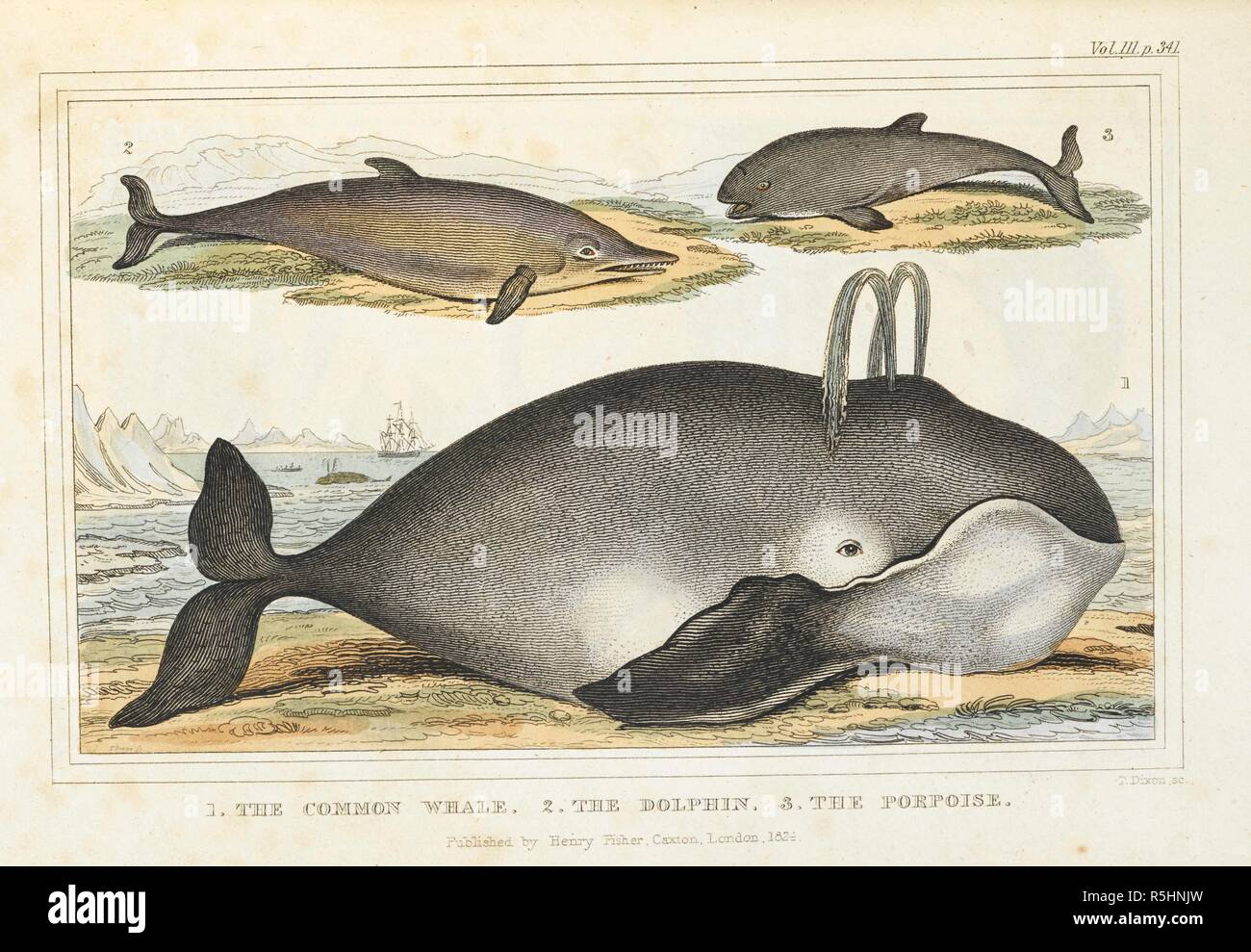 1. The common whale. 2. The dolphin. 3. The porpoises. The history of the earth and animated nature. London : printed by Henry Fisher, at the Caxton Press, [1824?]. Source: RB.23.b.3192 volume 3 page 341. Author: GOLDSMITH, OLIVER. Dixon, T. Stock Photo