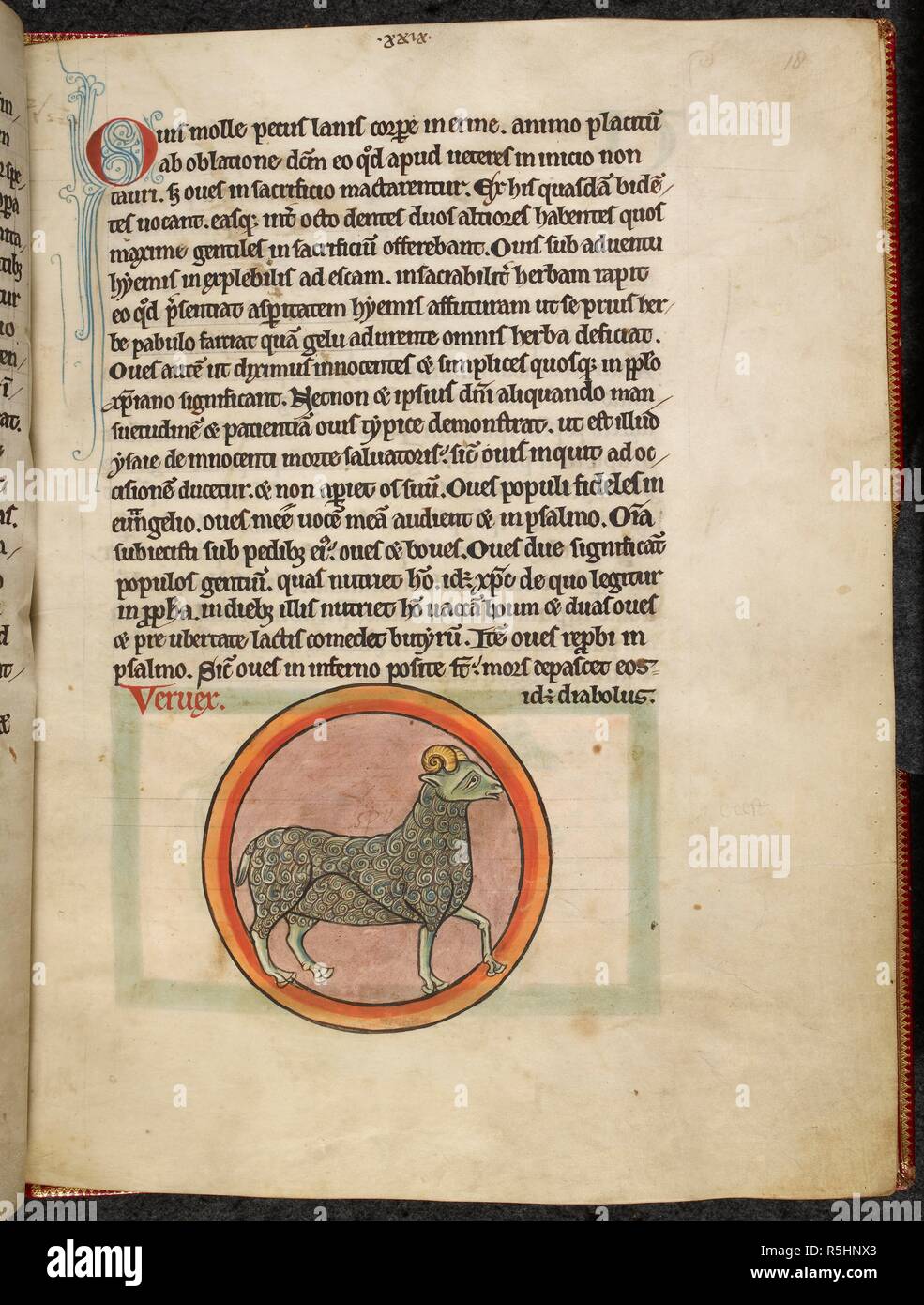 Illustration on page of manuscript. A horned sheep or goat. Ram. . Bestiary, with extracts from Giraldus Cambrensis on Irish birds. England, S. (Salisbury?). Bestiary, with extracts from Giraldus Cambrensis on Irish birds.  2nd quarter of the 13th century. Source: Harley 4751 f.18. Language: Latin. Stock Photo