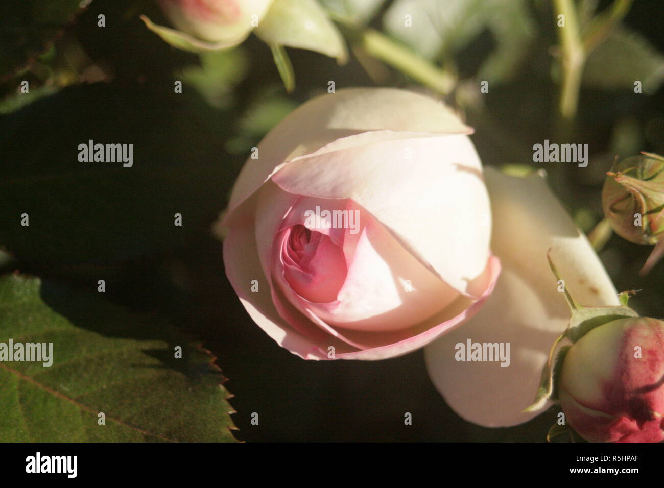 Flores e Insectos Stock Photo