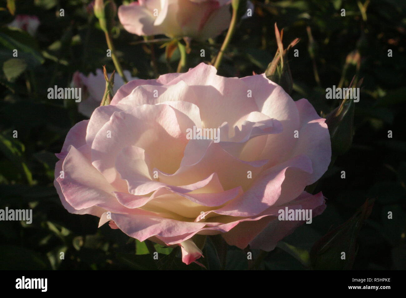 Flores e Insectos Stock Photo