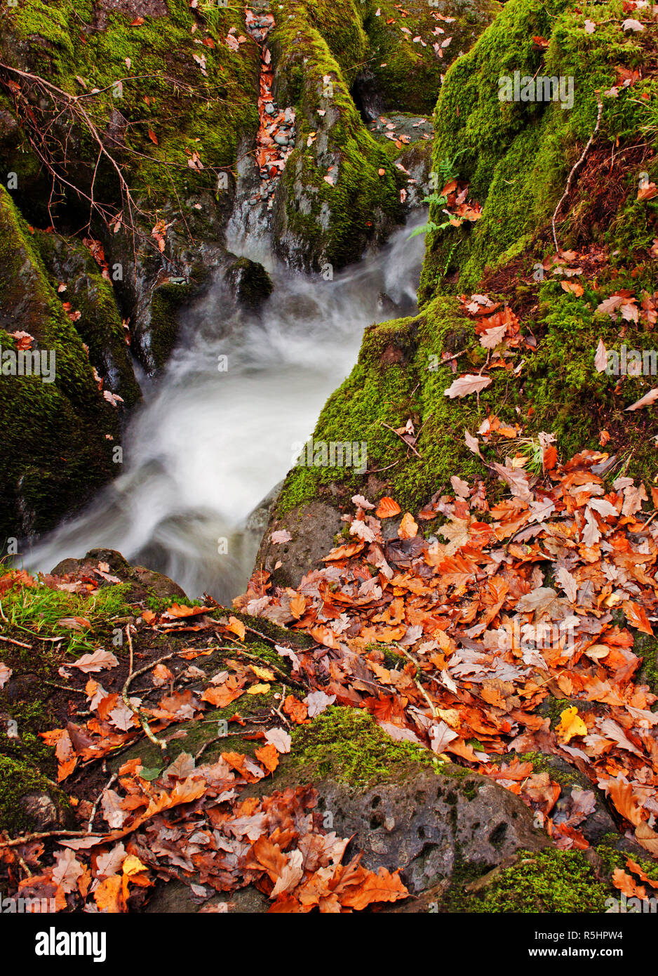 An abstract view of golden leaves in autumn by the high waters of Stock Ghyll Force, Ambleside, Lake District National Park Stock Photo