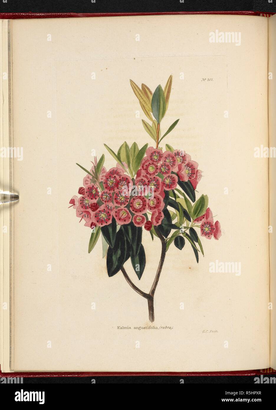 Kalmia angustifolia. The Botanical Cabinet, consisting of coloured delineations of plants, from all countries, with a short account of each, etc. By C. Loddiges and Sons ... The plates by G. Cooke. vol. 1-20. London, 1817-33. Source: 443.b.10, vol.6, no.502. Author: Cooke, George. Stock Photo