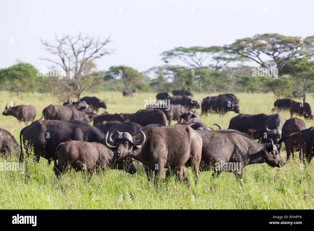 African Buffalo Herd In The Ngorongoro Crater Tanzania Stock Photo Alamy african-buffalo-herd-in-the-ngorongoro-crater-tanzania-stock-photo-alamy
