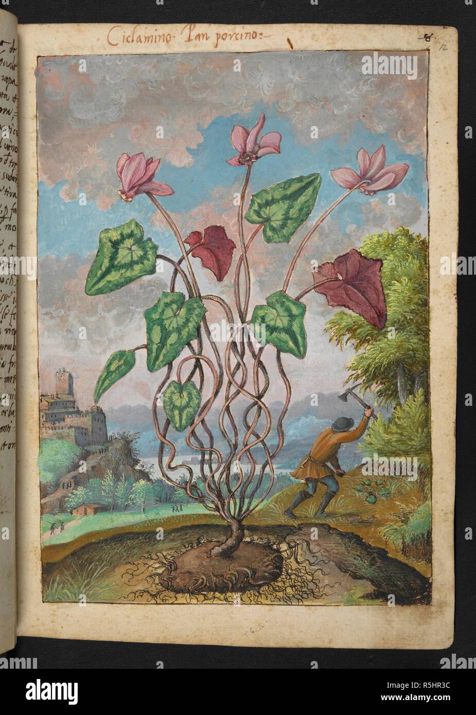 Ciclamino. Cyclamen is a genus of 23 species of perennial flowering plants in the family Primulaceae. . Coloured drawings of plants, copied from nature in the Roman States, by Gerardo Cibo. Vol. I. Pietro Andrea Mattioli, Physician, of Siena: Extracts from his edition of Dioscorides' 'de re Medica':. Italy, c. 1564-1584. Source: Add. 22332 f.12. Language: Italian. Author: Cibo, Gheraldo. Stock Photo