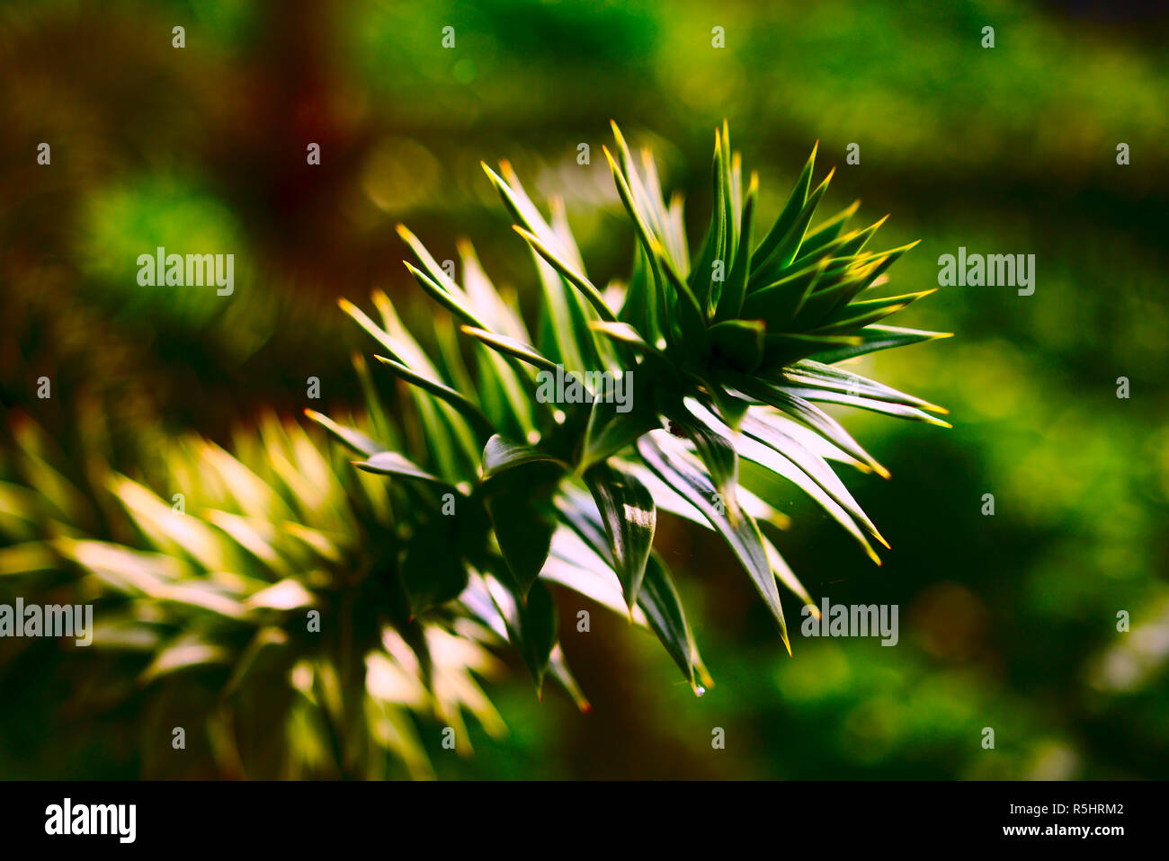 Arm of Araucaria in backlight Stock Photo