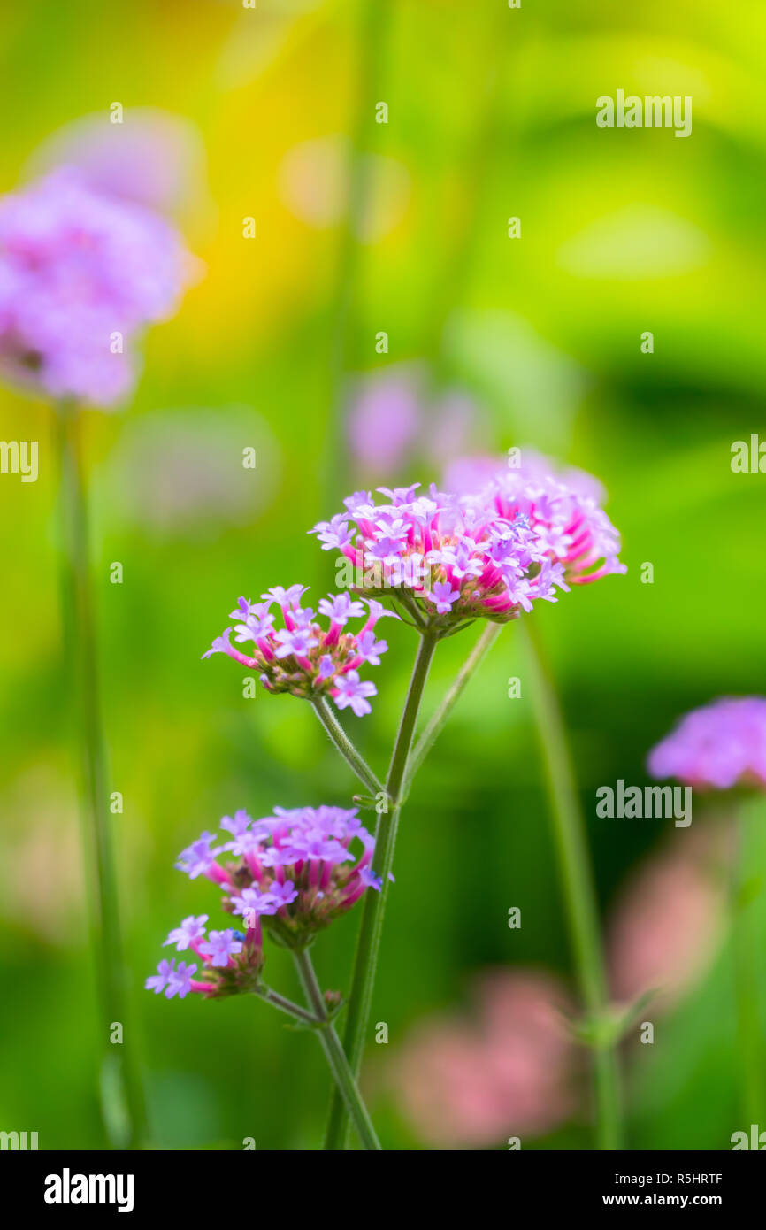 The background image of the colorful flowers Stock Photo - Alamy