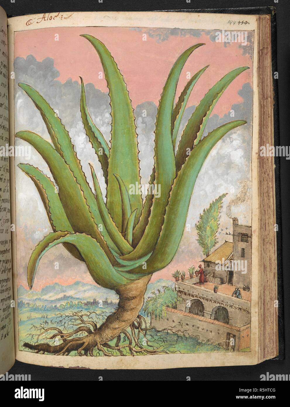 Aloe, also written AloÃ«, is a genus containing over 500 species of flowering succulent plants. The most widely known species is Aloe vera. Coloured drawings of plants, copied from nature in the Roman States, by Gerardo Cibo. Vol. I. Pietro Andrea Mattioli, Physician, of Siena: Extracts from his edition of Dioscorides' 'de re Medica':. Italy, c. 1564-1584. Source: Add. 22332 f.144. Language: Italian. Author: Cibo, Gheraldo. Stock Photo