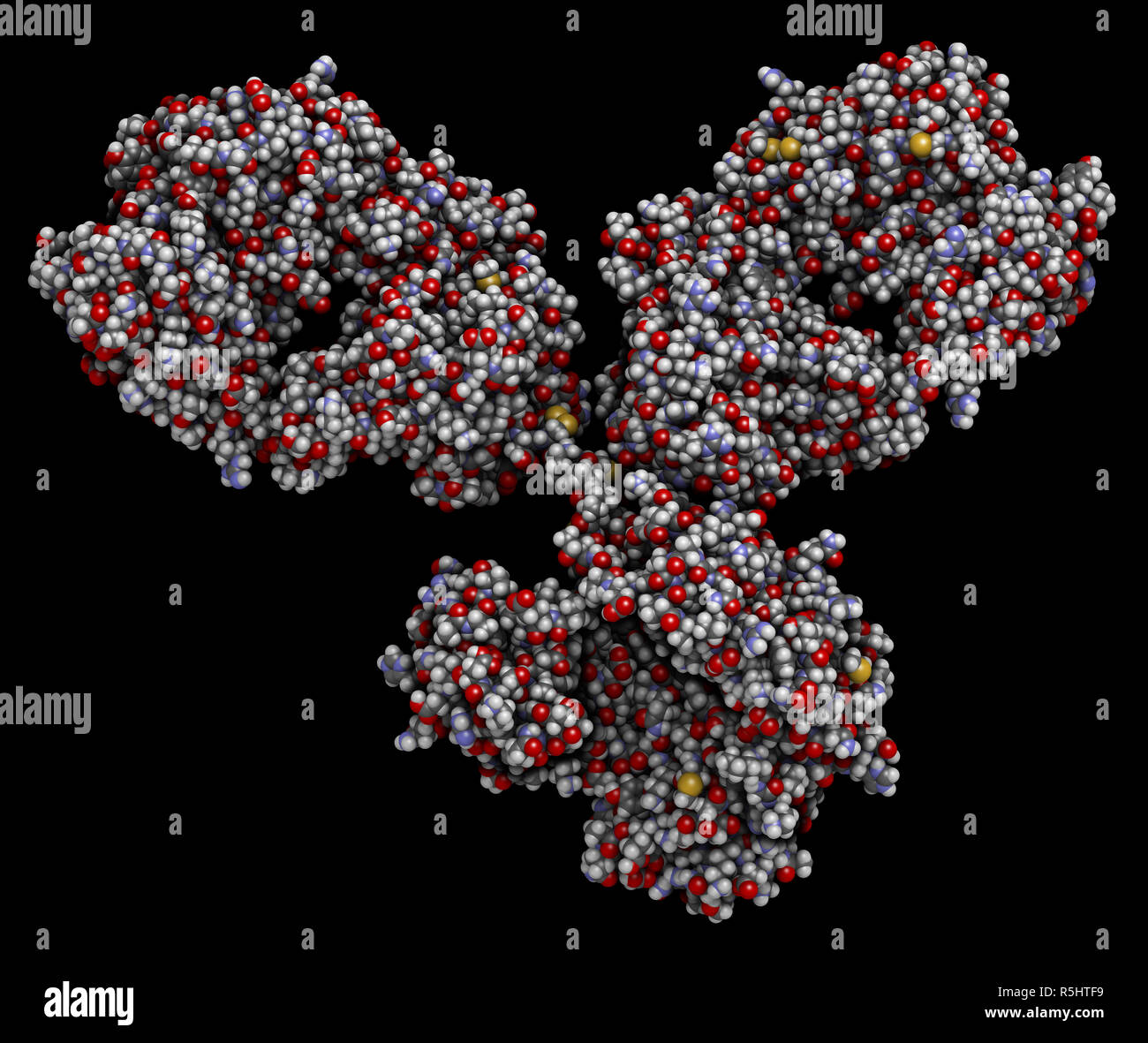 IgG1 monoclonal antibody (immunoglobulin). Many biotech drugs are antibodies. 3D rendering based on protein data bank entry 1igy. Space-filling model  Stock Photo