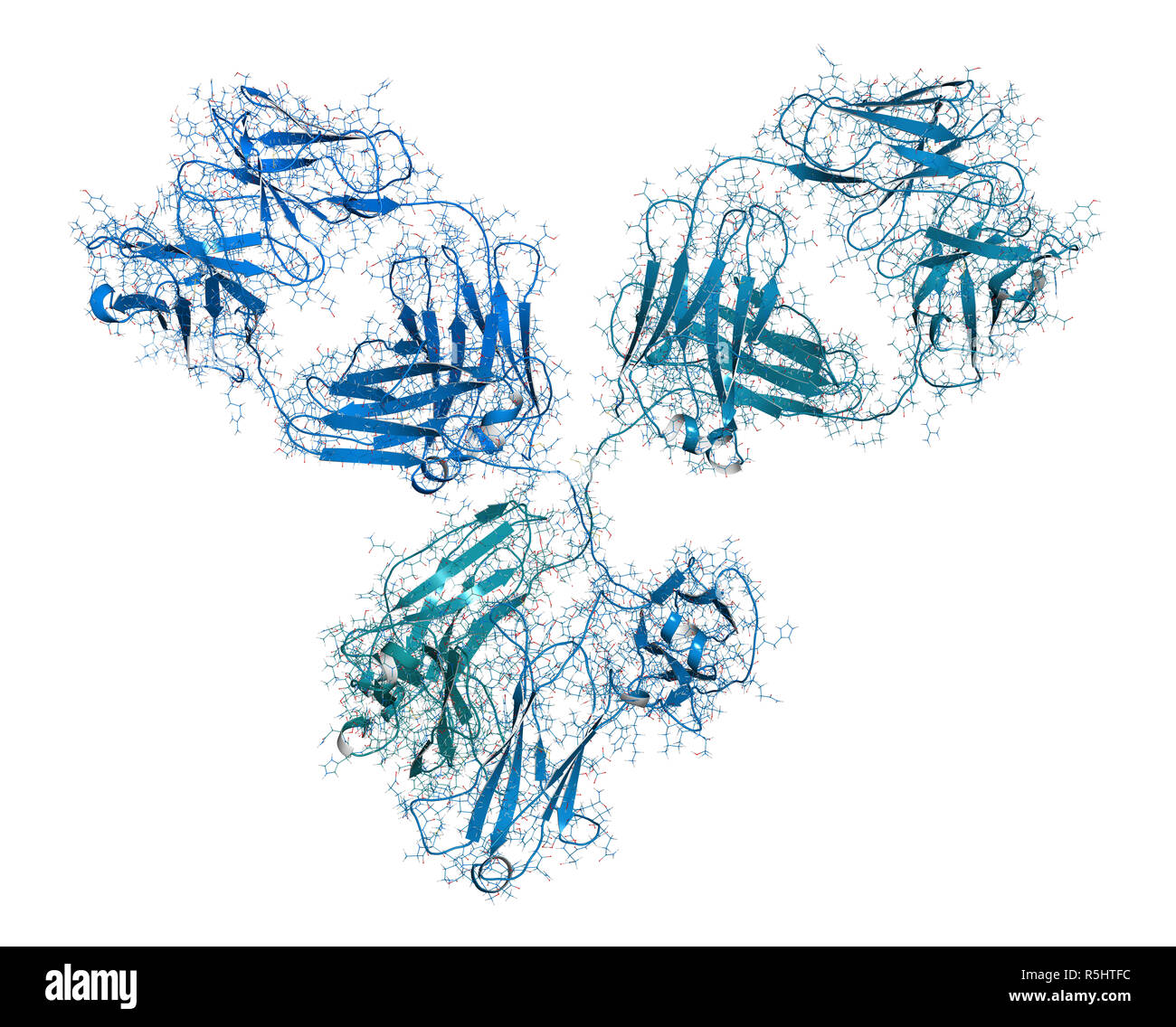 IgG1 monoclonal antibody (immunoglobulin). Many biotech drugs are antibodies. 3D rendering based on protein data bank entry 1igy.  Combined wireframe  Stock Photo