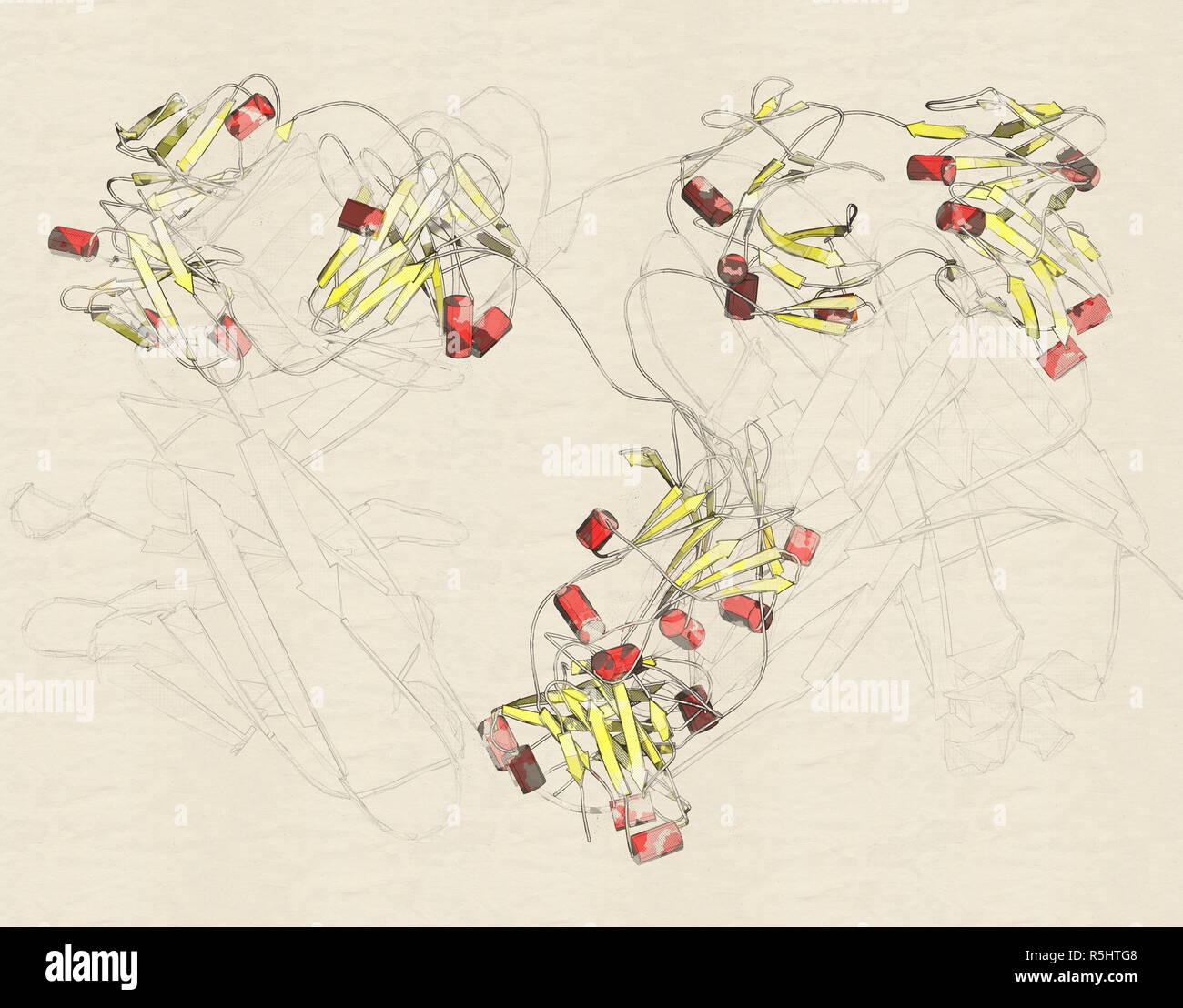 IgG2a monoclonal antibody (immunoglobulin). Many biotech drugs are antibodies. 3D rendering based on protein data bank entry 1igt.  Stylized cartoon m Stock Photo