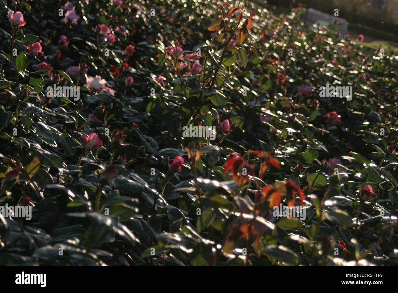 Flores e Insectos Stock Photo