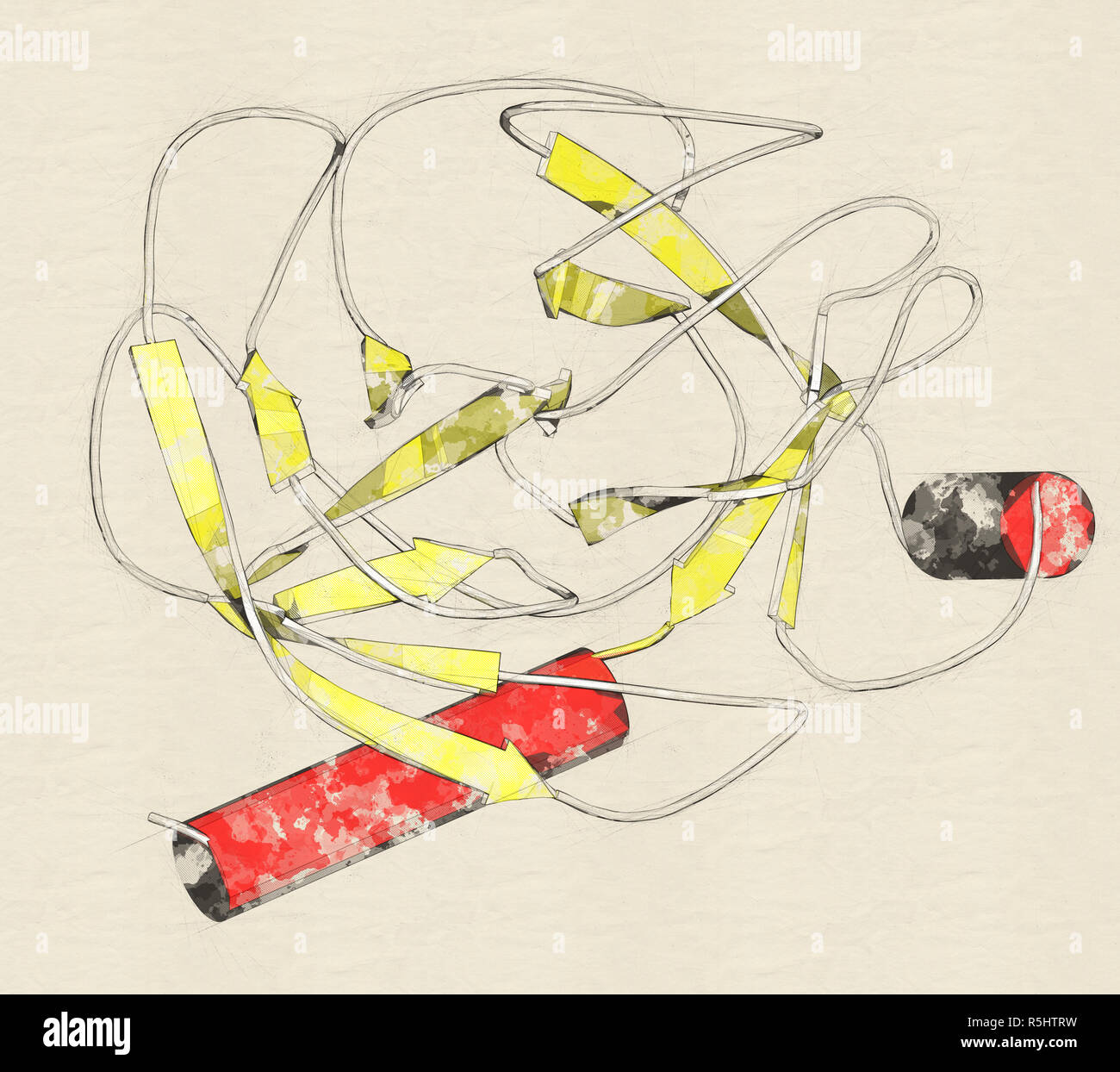 Trypsin digestive enzyme molecule (human). Enzyme that contributes to