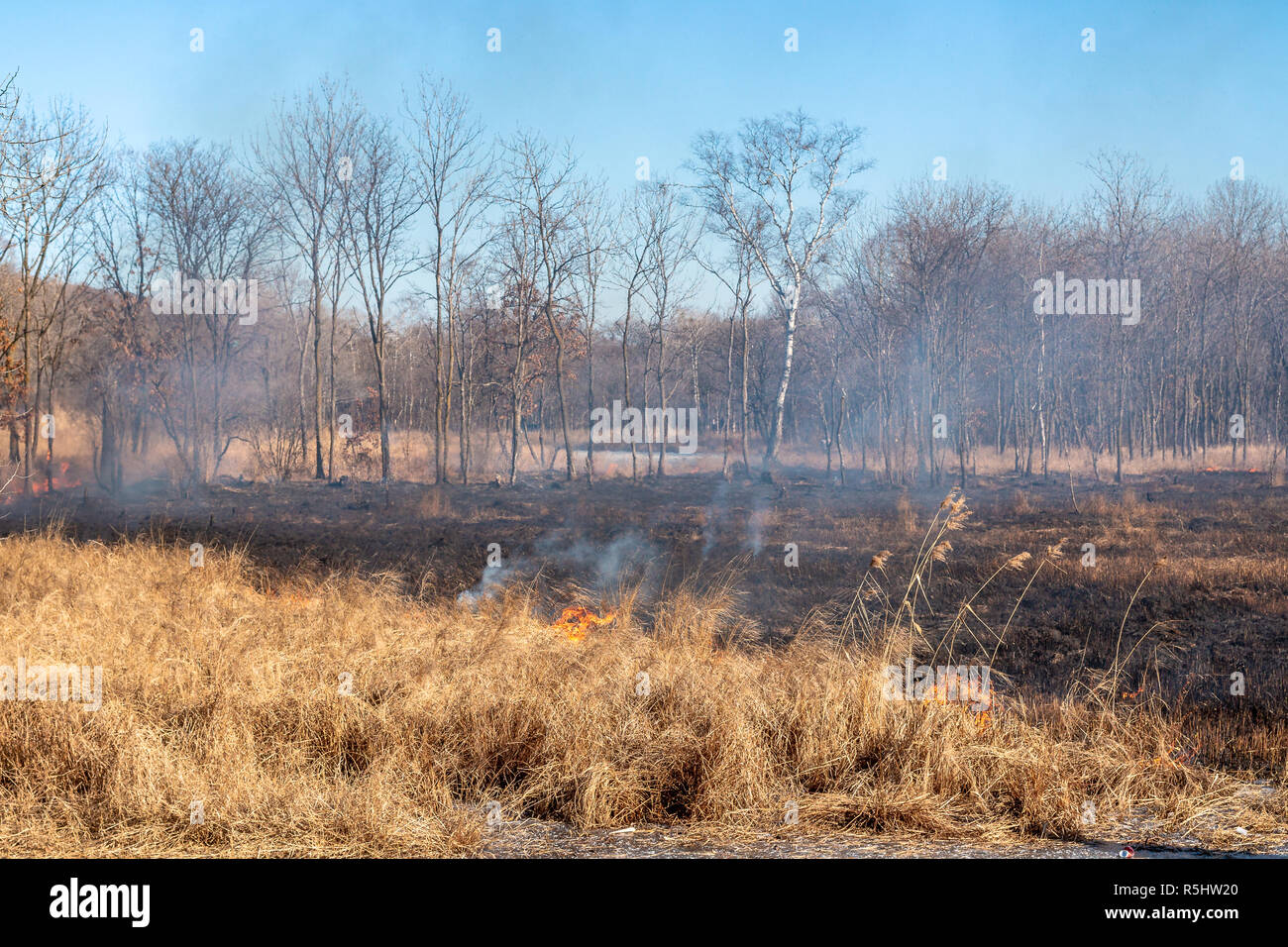 A strong fire spreads in gusts of wind through dry grass on an autumn