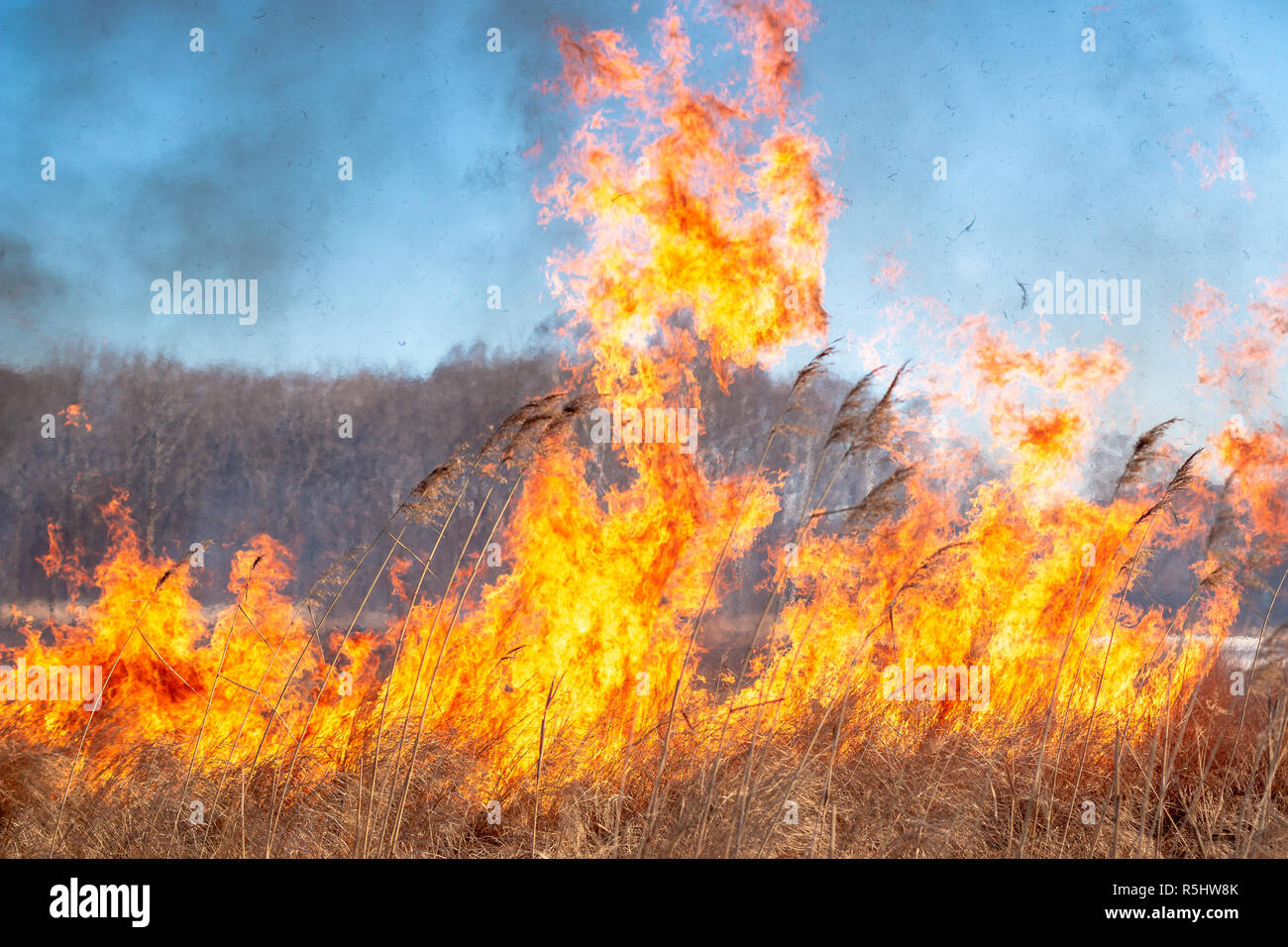 A strong fire spreads in gusts of wind through dry grass on an autumn