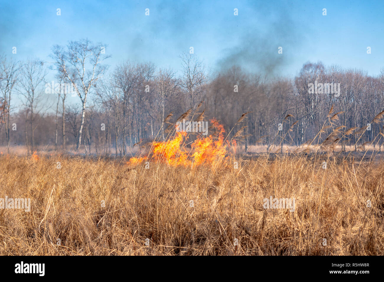 A strong fire spreads in gusts of wind through dry grass on an autumn ...